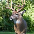 Whitetail Deer Whitetail Deer